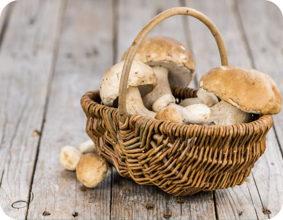 Почему возникает желание есть грибы и как с этим справиться