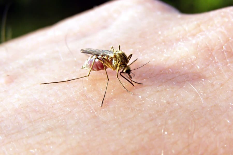Если покусали комары - Статьи - Клиника «C Нуля» (Здоровая семья)