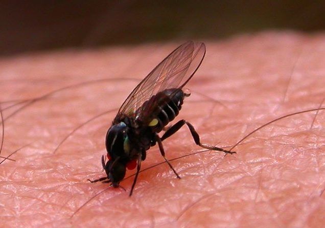 Как избежать укусов насекомыми?